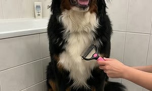 🐶 Double-Sided Pet Hair Remover – Say Goodbye to Hair Everywhere! 🔥( Today Only: 49% OFF) 🐾🐾