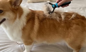 🐶 Double-Sided Pet Hair Remover – Say Goodbye to Hair Everywhere! 🔥( Today Only: 49% OFF) 🐾🐾