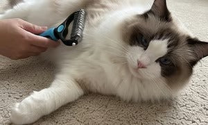 🐶 Double-Sided Pet Hair Remover – Say Goodbye to Hair Everywhere! 🔥( Today Only: 49% OFF) 🐾🐾